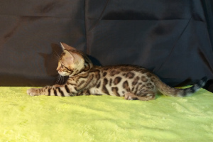 Zdjęcie №4. Sprzedam kot bengalski w Mińsk. prywatne ogłoszenie, hodowca - cena - 3080zł