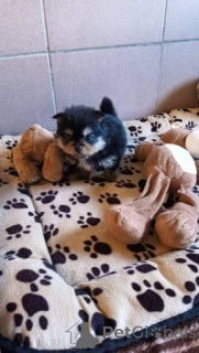 Zdjęcie №1. chihuahua (rasa psów) - na sprzedaż w Drezno | negocjowane | Zapowiedź №164307