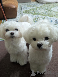 Zdjęcie №3. Bezaubernde Malteserwelpen suchen einliebevolles Zuhause. Austria