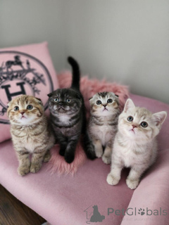 Zdjęcie №2 do zapowiedźy № 156682 na sprzedaż  scottish fold - wkupić się Belgia 