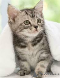 Zdjęcie №3. Amerikanische Kurzhaar-Kätzchen abzugeben. Szwajcaria