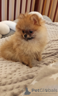 Zdjęcie №3. szczenięta pomorskie. Mołdawia