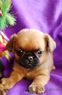 Zdjęcie №1. brabantczyk - na sprzedaż w Rzeka Moskwa | 2063zł | Zapowiedź №163431