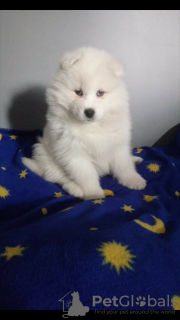 Zdjęcie №2 do zapowiedźy № 32801 na sprzedaż  samojed (rasa psa) - wkupić się Polska hodowca