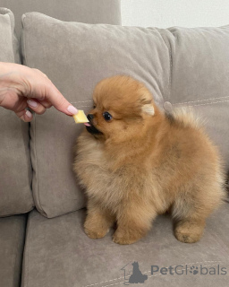 Zdjęcie №3. Rasowe szczenięta pomorskie o zabawnych osobowościach!. Niemcy