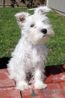 Zdjęcie №4. Sprzedam sznaucer średni w Rotterdam. prywatne ogłoszenie, hodowca - cena - 3348zł