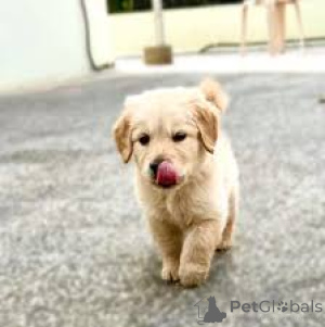 Zdjęcie №4. Sprzedam golden retriever w Paryż. prywatne ogłoszenie, hodowca - cena - 4784zł