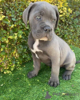 Zdjęcie №2 do zapowiedźy № 157804 na sprzedaż  cane corso - wkupić się Niemcy hodowca