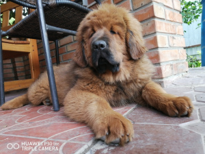 Dodatkowe zdjęcia: Mastiff tybetański