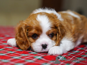 Dodatkowe zdjęcia: Słodka dziewczynka Amanda Cavalier King Charles Spaniel