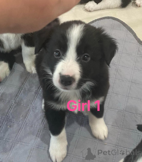 Zdjęcie №2 do zapowiedźy № 158820 na sprzedaż  border collie - wkupić się Belgia prywatne ogłoszenie