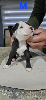 Zdjęcie №2 do zapowiedźy № 138758 na sprzedaż  amerykański pitbulterier - wkupić się Serbia 