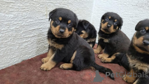 Zdjęcie №1. rottweiler - na sprzedaż w Esslingen Am Neckar | 2153zł | Zapowiedź №171453