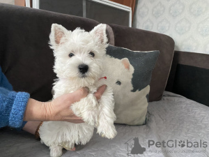 Zdjęcie №3. Prowadzić do. Łotwa