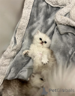 Zdjęcie №1. perskie - na sprzedaż w Augsburg | 1674zł | Zapowiedź № 153076