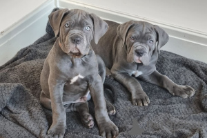 Zdjęcie №1. cane corso - na sprzedaż w Amsterdam | 4784zł | Zapowiedź №160786