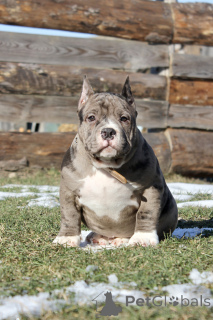 Zdjęcie №4. Sprzedam american bully w Ryga. od żłobka - cena - 9567zł