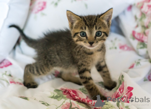 Zdjęcie №3. 8 -tygodniowe kocięta Wszystkie chłopców. USA