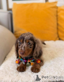 Zdjęcie №3. Cudowne ciasta. Są gotowe do adopcji do nowych domów. DM po więcej szczegółów.. USA