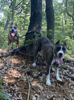 Zdjęcie №3. Jedna szansa na złapanie marzeń (American Mastiff Dogs). Białoruś
