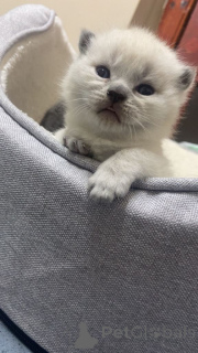 Zdjęcie №1. kot brytyjski długowłosy - na sprzedaż w Braunschweig | 1818zł | Zapowiedź № 166921