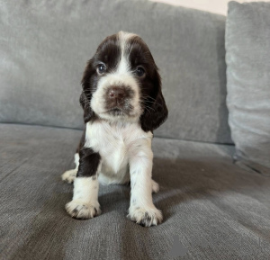 Zdjęcie №3. Urocze szczenięce angielskiego cocker spaniela do adopcji.. Polska