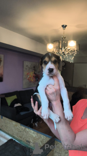 Zdjęcie №2 do zapowiedźy № 166244 na sprzedaż  rosyjski pies - wkupić się Niemcy prywatne ogłoszenie