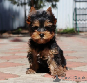 Zdjęcie №2 do zapowiedźy № 119352 na sprzedaż  yorkshire terrier - wkupić się Niemcy prywatne ogłoszenie