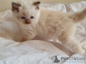 Zdjęcie №2 do zapowiedźy № 132165 na sprzedaż   - wkupić się Szwajcaria 