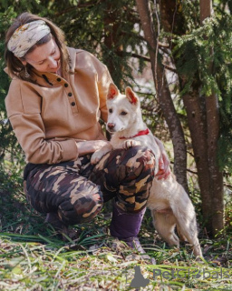 Zdjęcie №3. Niezrównany szczeniak domowy Pilot szuka domu. Federacja Rosyjska