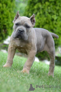 Zdjęcie №1. cane corso - na sprzedaż w Obrenovac | negocjowane | Zapowiedź №168823