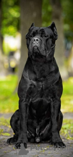 Dodatkowe zdjęcia: Szczenięta włoskiego Cane Corso