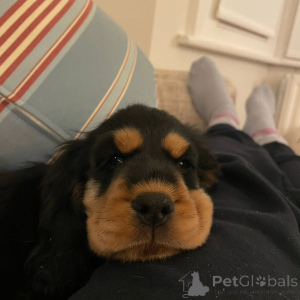 Zdjęcie №2 do zapowiedźy № 160714 na sprzedaż  cocker spaniel angielski - wkupić się Finlandia hodowca