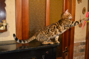 Zdjęcie №2 do zapowiedźy № 4613 na sprzedaż  kot bengalski - wkupić się Ukraina od żłobka, hodowca