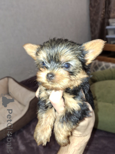 Zdjęcie №1. yorkshire terrier biewer, yorkshire terrier - na sprzedaż w Helsinki | 3348zł | Zapowiedź №159223