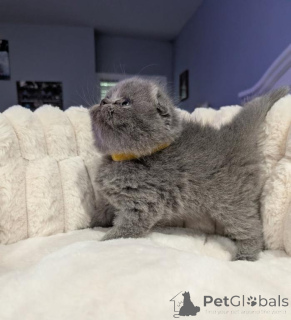 Zdjęcie №1. scottish fold - na sprzedaż w Dettenheim | 1674zł | Zapowiedź № 177979