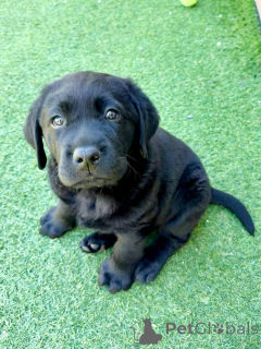 Zdjęcie №1. labrador retriever - na sprzedaż w Nantes | negocjowane | Zapowiedź №177478