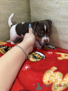 Zdjęcie №1. jack russell terrier - na sprzedaż w Joenssuu | negocjowane | Zapowiedź №162117