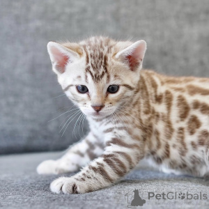 Zdjęcie №3. Poznaj Leo, złotego chłopca o dzikim sercu i delikatnej duszy. Urodzony, aby. Niemcy