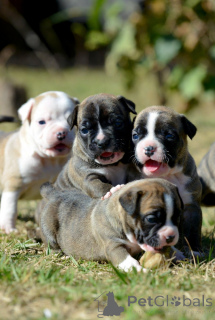 Zdjęcie №1. staffordshire bull terrier - na sprzedaż w Ładny | negocjowane | Zapowiedź №163891