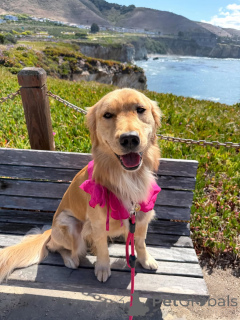 Zdjęcie №4. Sprzedam golden retriever w Alavus. prywatne ogłoszenie - cena - 3109zł