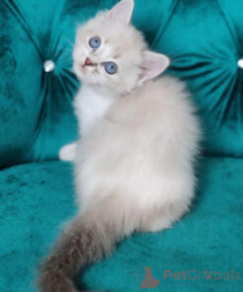 Zdjęcie №1. ragdoll - na sprzedaż w Belém | 1435zł | Zapowiedź № 138355