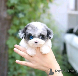 Zdjęcie №2 do zapowiedźy № 133025 na sprzedaż  szpic miniaturowy - wkupić się USA prywatne ogłoszenie