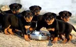 Zdjęcie №1. rottweiler - na sprzedaż w Berlin | 957zł | Zapowiedź №160658