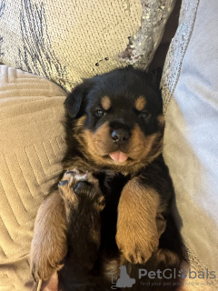 Zdjęcie №3. KC zarejestrowała szczenięta Rottweilera do adopcji. USA