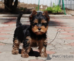 Zdjęcie №1. yorkshire terrier - na sprzedaż w Dusseldorf | 1109zł | Zapowiedź №119352