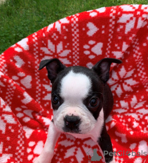 Zdjęcie №3. Urocze szczenięta Boston Terrier do bezpłatnej adopcji. Niemcy