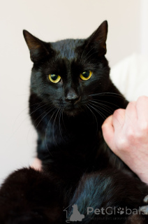 Zdjęcie №2 do zapowiedźy № 138801 na sprzedaż   - wkupić się Białoruś 