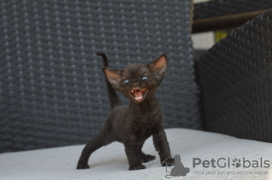 Zdjęcie №1. devon rex - na sprzedaż w Monachium | 1465zł | Zapowiedź № 121029