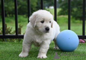 Zdjęcie №3. Sprzedam Chiots Golden Retriever. Francja